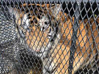 Pot smokers find caged tiger in abandoned house in Houston