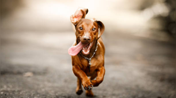 Meet the dogs that have longevity in their DNA!