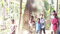 Villagers kill leopard, chop off his tail, paws in Assam's Charaideo
