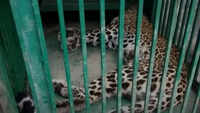 Leopard found dead in store of HP’s Ronhat