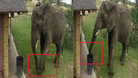 Watch: Elephant joins cleanliness drive