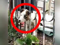 Watch: Good Samaritans save pup who got his head stuck inside metal railing in J&K