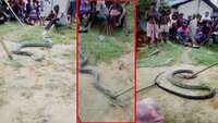 On cam: 10-ft-long king cobra, 9-ft-long python rescued