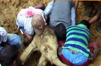 Watch: Locals dig mud to rescue elephant calf in Golaghat