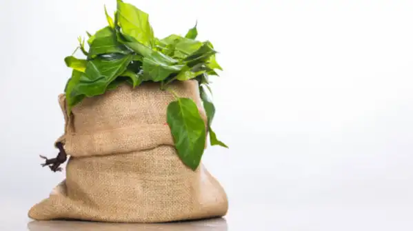 A leaf from Ayurveda's book