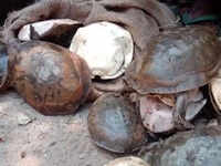 Odisha: RPF intercepts gang smuggling 45 turtles to sell in Kolkata