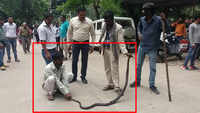 MP: 8-ft-long cobra rescued from girls college in Indore