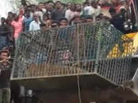 Female Royal Bengal Tiger rescued in Assam by the forest department