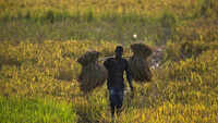 PM Narendra Modi’s income support scheme will benefit over 8 lakh large farmers