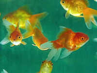 Scientists discover new source of potential antibiotics in fish slime