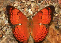 Butterfly corridors: 100 hotspots to be connected by September