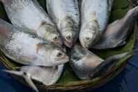 40 years on, hilsa will swim up to Prayagraj again