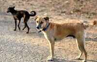 Madhya Pradesh: Stray dog saves woman from molester, takes a stab