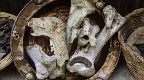 5 ways bones were used in history 