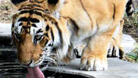 Animals hit by water scarcity in MP’s Damoh