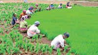 India Budget 2019: We should go back to basics on zero-budget farming, says FM Nirmala Sitharaman