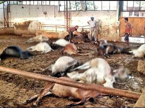 33 cows found dead at shelter in Rajpura, Patiala