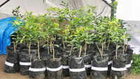 Govt launches selfie with sapling program to celebrate World Environment Day