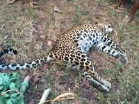 Odisha: Dead leopard found in Chhendipada forest range