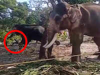 Watch: Kerala man gets too close for comfort, whacked and gored by elephant
