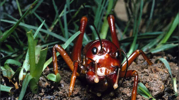 5 of the most dangerous insects on Earth 