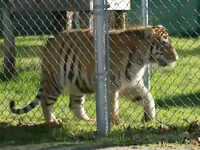 Tiger found in abandoned home moved to sanctuary