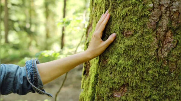 7 poisonous trees you should never touch