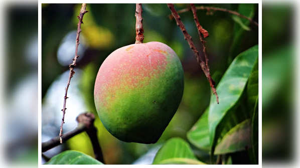 Most Common Mango Myths And Facts Mango Myths Debunked