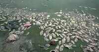 Indore: Fish found dead in Pipliyapala pond due to drop in water level