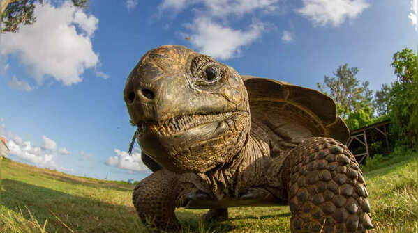 10 of the world’s oldest animals and what makes them survivors