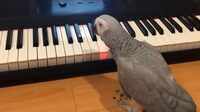 Amazing! African grey parrot plays tune on piano