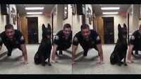 Internet sensation! Police dog Nitro doing push-ups with two officers
