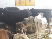 How cows are taking over farms, offices, classrooms