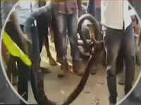 Watch: 16-feet-long king cobra rescued from Odisha village