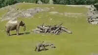 Watch: Baby elephant chases birds in this cute video going viral