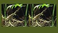 How plants in jungle struggle and strive for a place in the sun