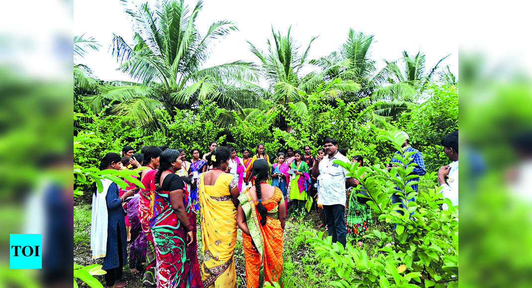 Kalaburagi This Kburagi Farmer Is Reaping Profit Through Organic