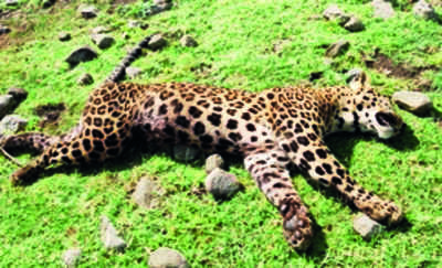 Tiger Kills Leopard In Fight Over Kill Nagpur News Times Of India