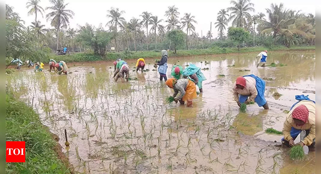 India Monsoon As Monsoon Covers Of Country Kharif Sowing