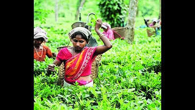 Forgotten tales of patriotism & sacrifices from tea gardens