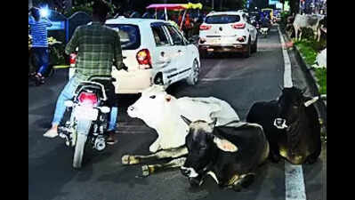 32-yr-old dies as bike hits stray cattle at night in TT Nagar