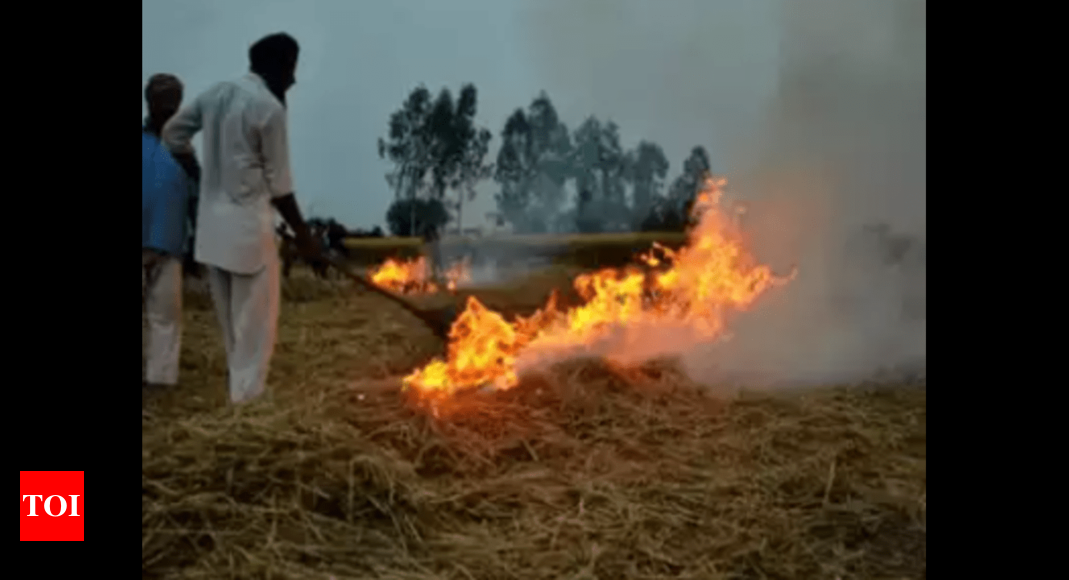 Punjab Stubble Burning Farm Stubble Burning Continues In Punjab