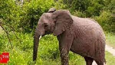 Elephant darted in Mudigere, dies within hrs