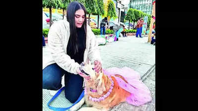 Dressed in style: Furry friends walk the ramp at pets' day out