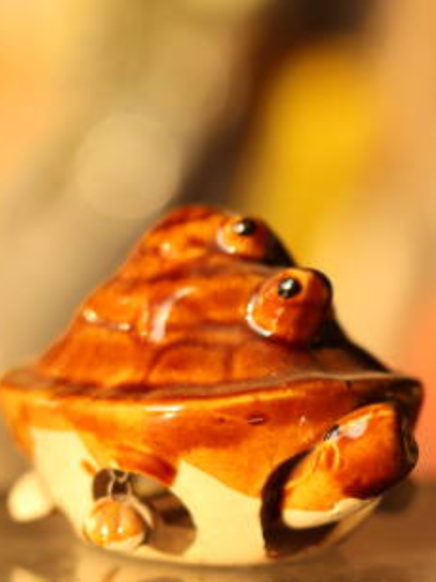 Vastu Rules For Placing Tortoise Figurine At Home Dos And Don Ts