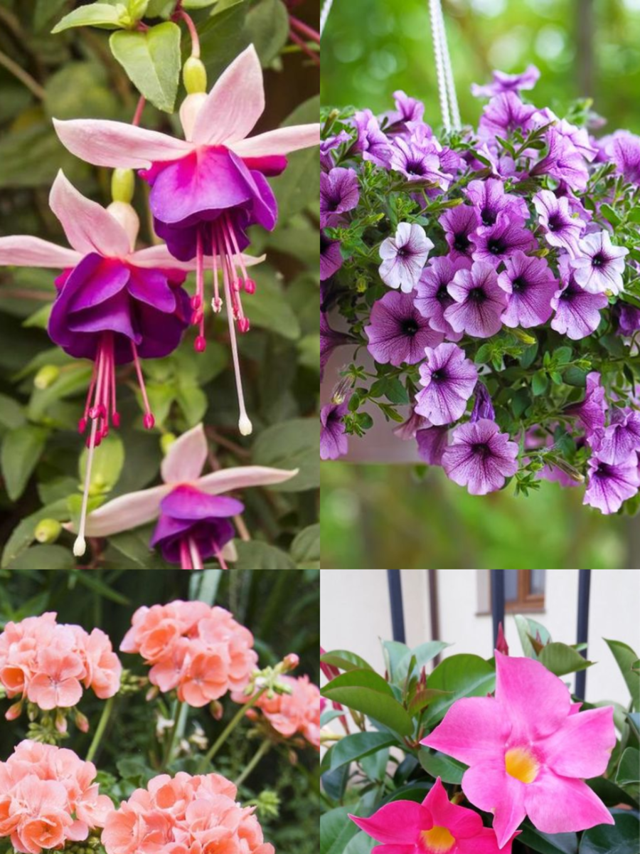 10 Hanging Plants That Attract Hummingbirds Times Now