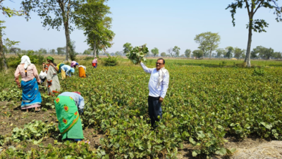 Parastarai villagers combat water crisis with crop shift