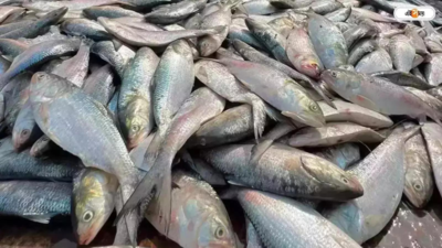 Experts worried as juvenile hilsa floods Kolkata markets