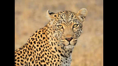 Leopard kills woman in Udaipur, villagers block highway in protest