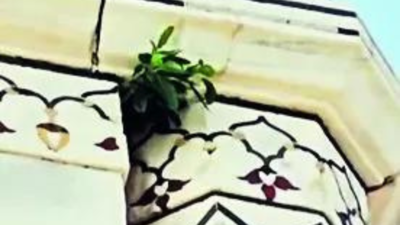 Plant sprouting from Taj's dome sparks worries over upkeep